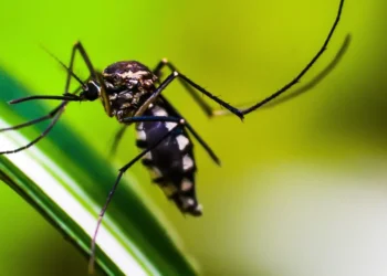 doença, febre, epidemia