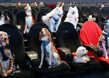 Cachorros no cinema, Dogs no cinema, Cinema com cães, Film com cães, Sessões especiais com cães;