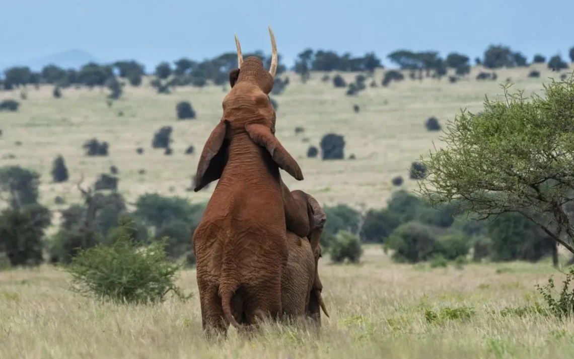 comportamento homossexual entre indivíduos, animais;