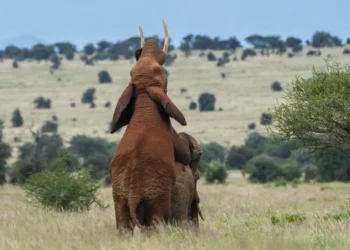 comportamento homossexual entre indivíduos, animais;