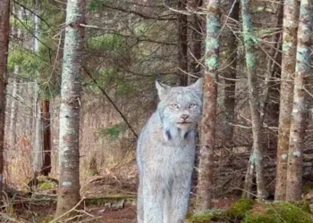 animais, ameaçados, extinção;