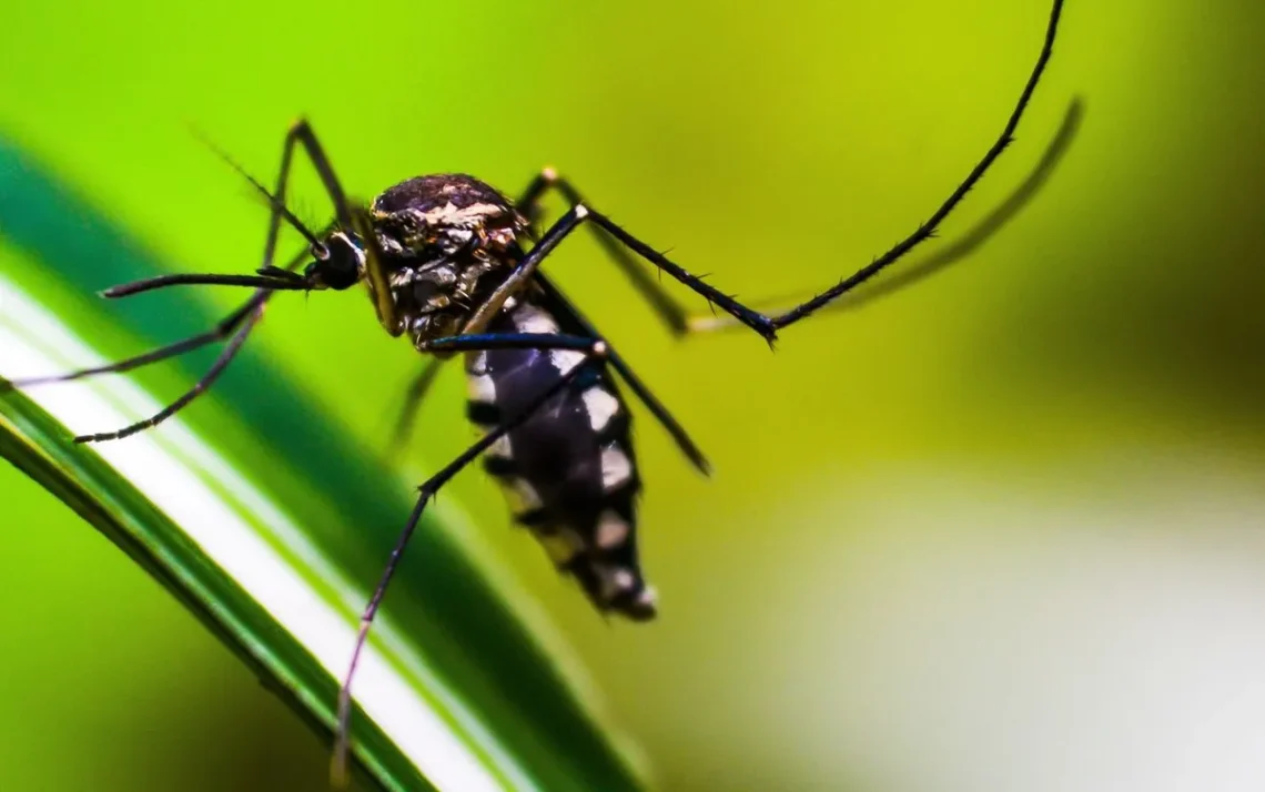 método, bactéria, mosquitos, geneticamente modificados;