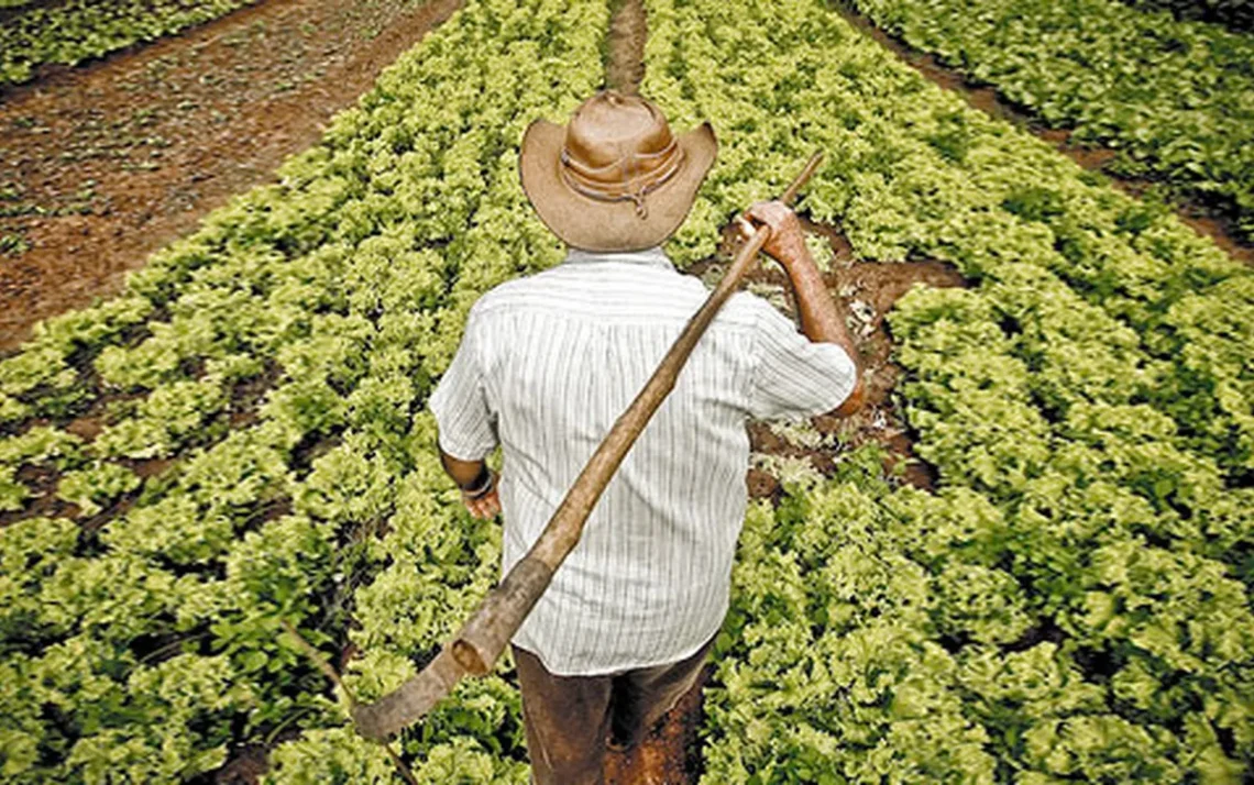 locação, contrato, de arrendamento, uso, da terra;